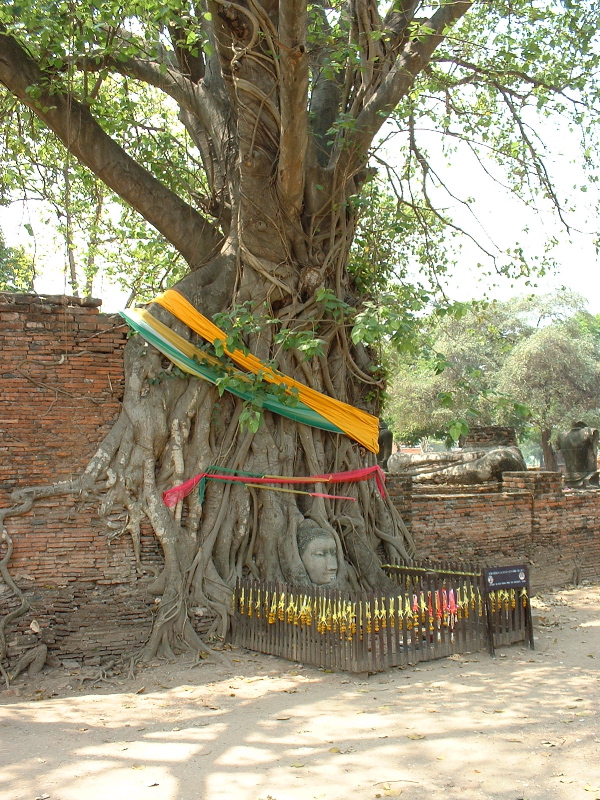 Tree & Buddha head