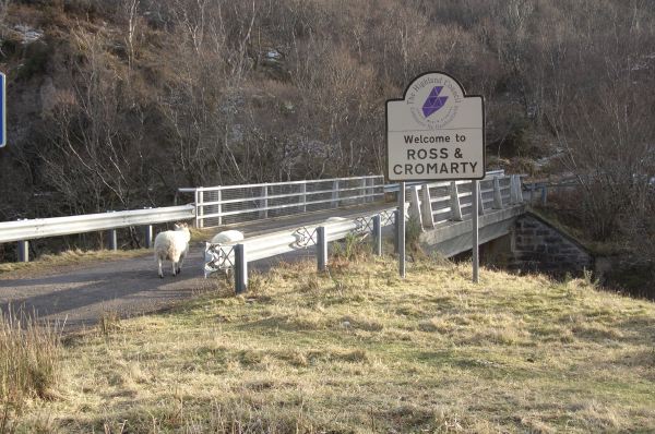 Sheep on the road.