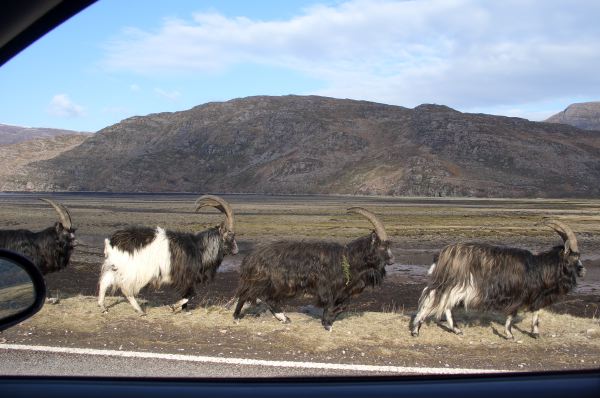 Horny goats.