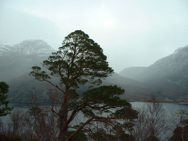 A tree.