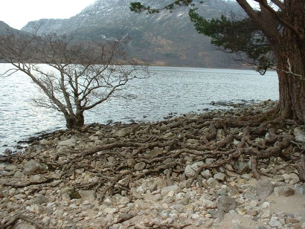 Awesome roots.
