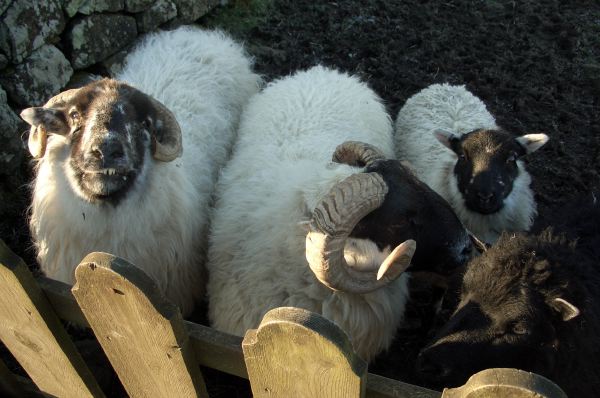Pets at the B&B on Skye.