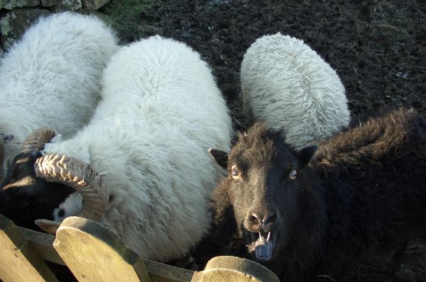 BAAA!
