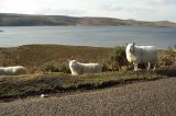 More sheep!