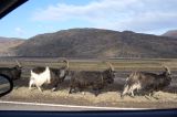 Horny goats.