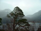 A tree.