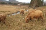 Highland cattle