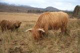 Mair coos.