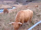Thon coos again.
