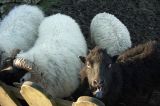 BAAA!